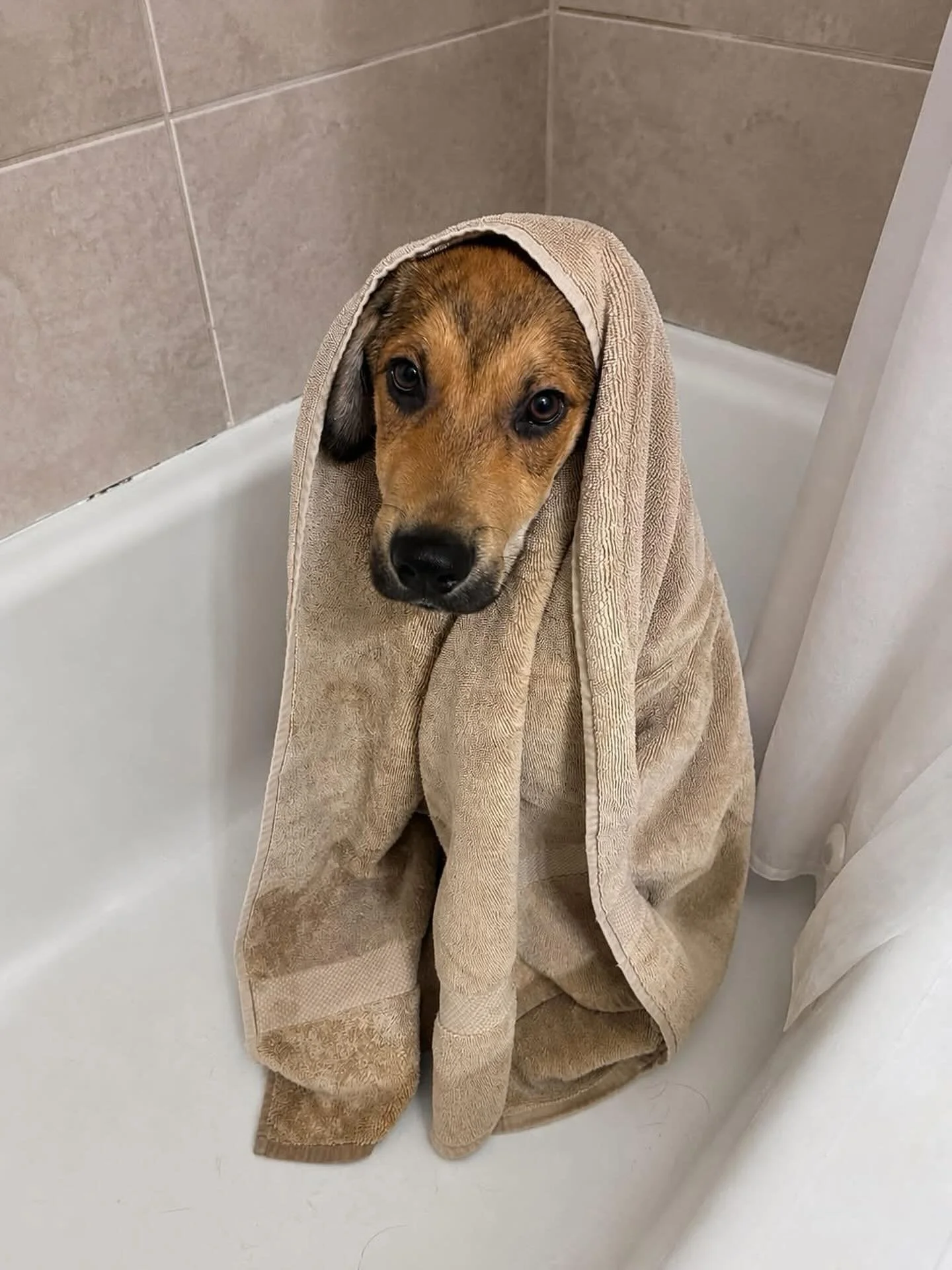Howdy y&rsquo;all I&rsquo;m Jester, a silly, lovable boy who made my way from Texas in search of my forever home. I&rsquo;m ready to find a family to call my own! I&rsquo;m a silly pup who loves spending time with my humans, playing with other dogs, 