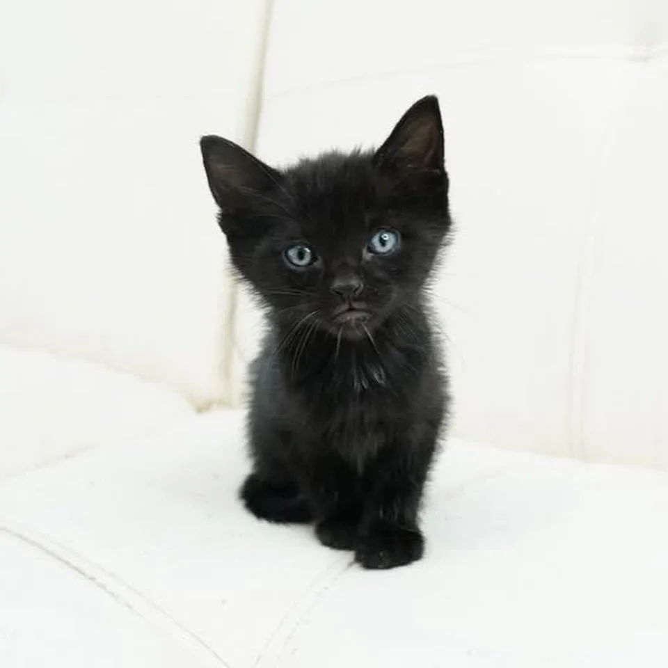Are you looking for a house panther?!

This adorable litter of mostly black kittens (with a few black-and-white cuties mixed in ) is growing up fast and showing off their playful little personalities! From wrestling matches to cuddle piles to curious