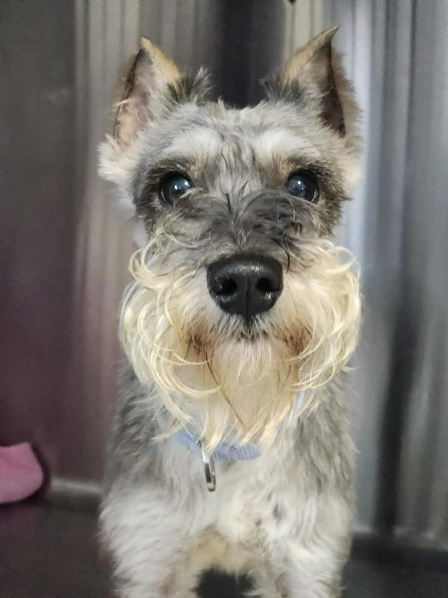 Foster Needed! 🩵