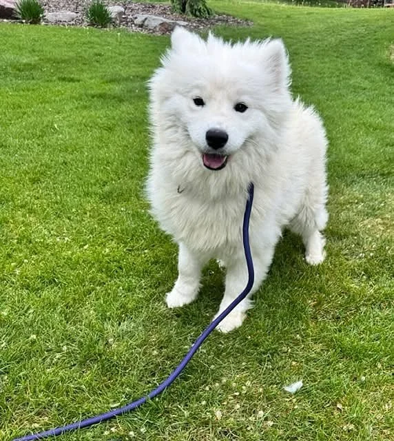 Welcome to Coco&rsquo;s Heart Nama! 

She is a beautiful 1.5 year old Samoyed with a heart of gold. Check out what her foster family has to say about her- 

&ldquo;We have fallen fast and hard for this girl. She loves to be next to people and give yo