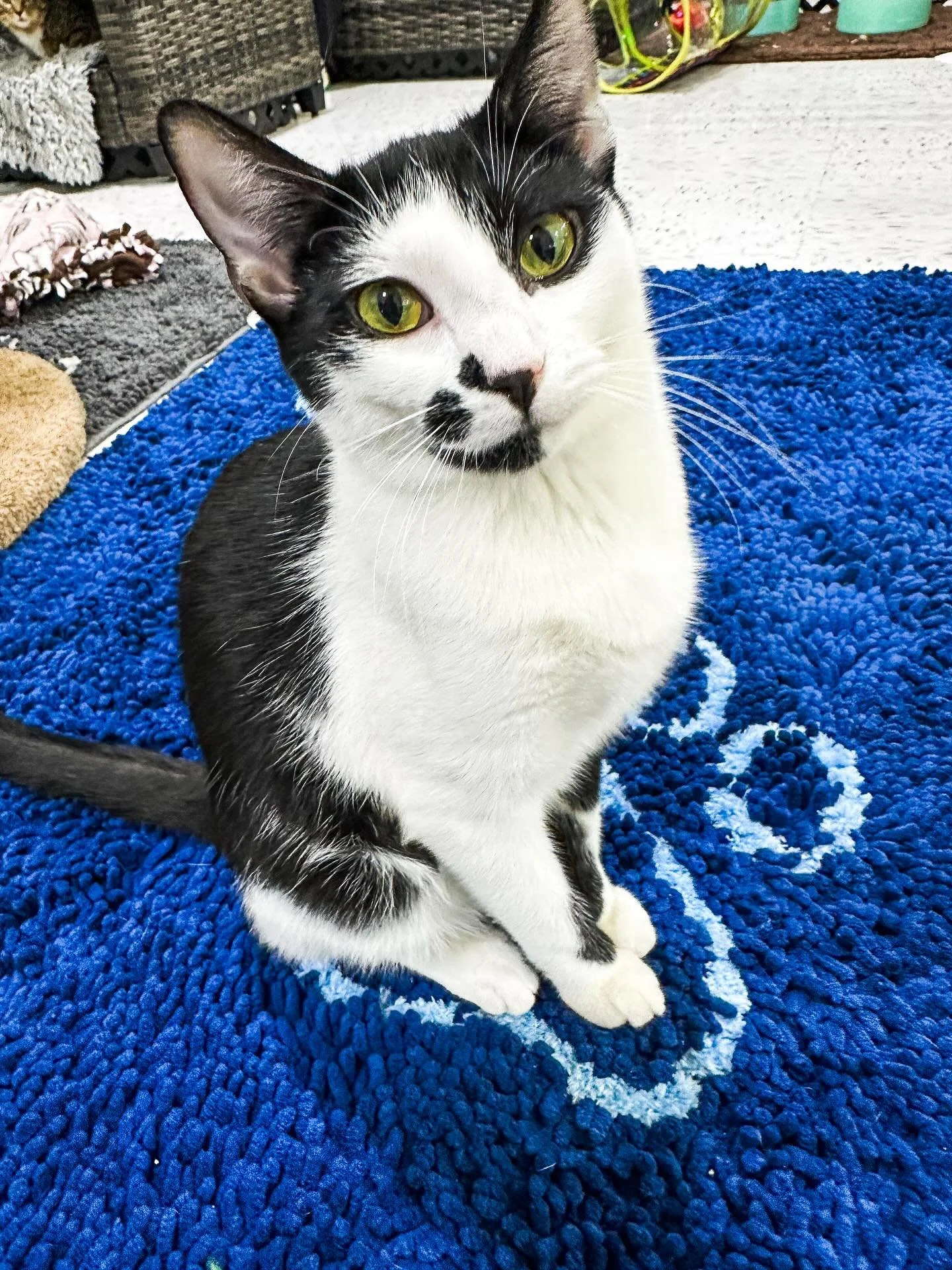 Stop by @angelspetworld &lsquo;Angel&rsquo;s Catty Shack&rsquo; and hang out with our adoptable cats! 🐈&zwj;⬛🐈🐈&zwj;⬛🐈