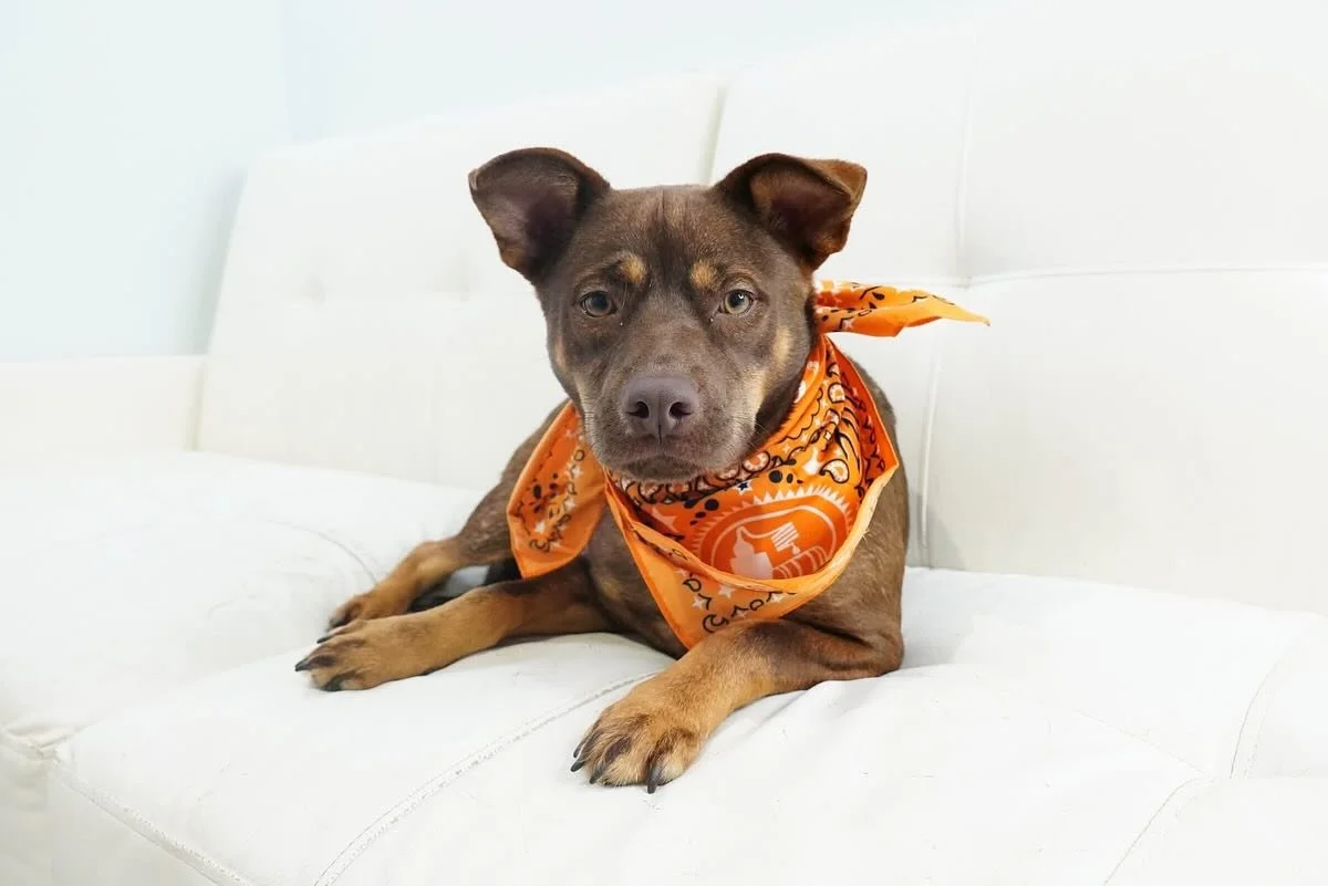 Welcome to Coco&rsquo;s Heart Frita! 

This beautiful girl is doing well in her foster home as she continues to settle in. She is a 6 month old shepherd mix who loves to cuddle and snuggle and being around people and other dogs. She gets an A+ from u