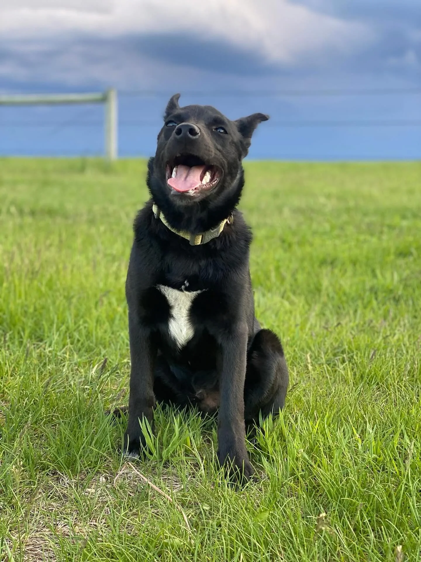Meet Garth: The All-in-One Dream Dog! 

Are you looking for a loyal sidekick, a brilliant study buddy, and a professional couch potato all rolled into one furry package? Look no further, because Garth is ready to complete your family!

Garth is a fri