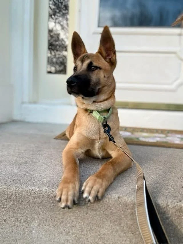 Check out this adorable update on how Vance the shepherd mix is doing in his foster home! 

&ldquo;Vance is the socialite you&rsquo;re missing in your life. His bubbly personality draws in friends. He is excited to see people neighbors and dog neighb