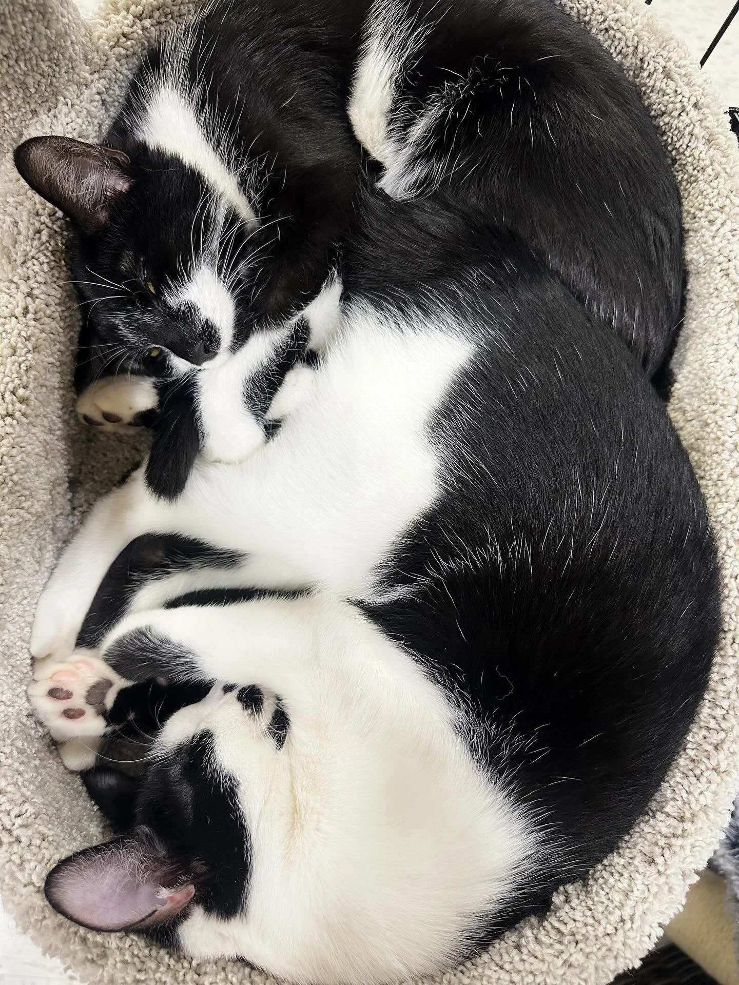 Goodmorning from the adoptable cats at @angelspetworld catty shack! 🐈&zwj;⬛🐈 Stop by to hang out with them! 💕