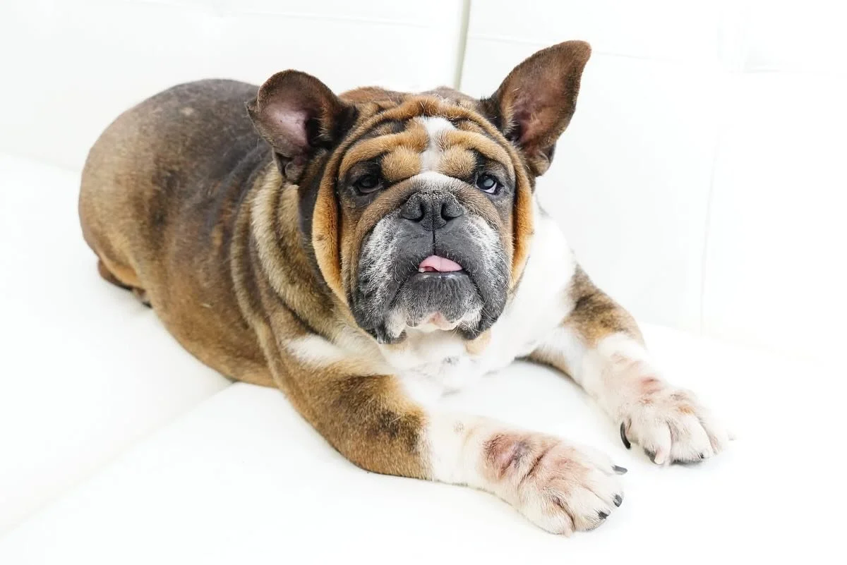 Welcome to Coco&rsquo;s Heart Miss Cinnamon Roll! 

If you&rsquo;re looking for a sweet, squishy faced cutie that loves cuddles and naps, Cinnamon Roll is your girl! 

Cinnamon Roll is a wonderful companion that just wants love and to be near her peo