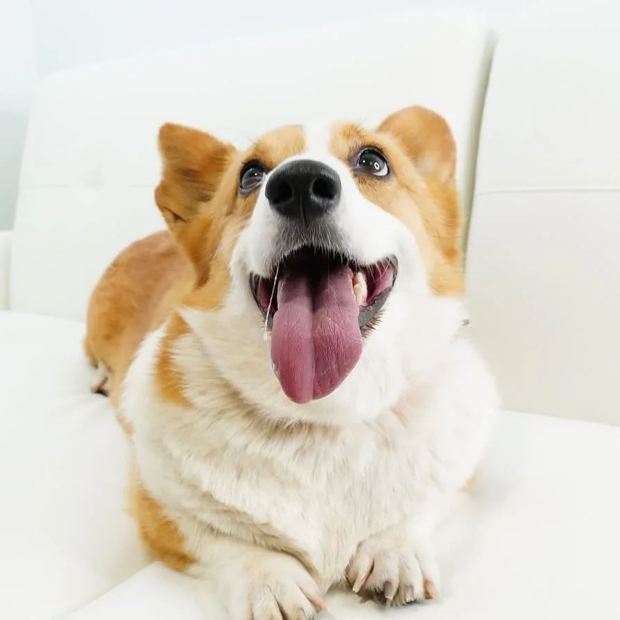 Sherry Pie is ready for a slice of the good life! 🥧

This sweet 5 year old Corgi is as cute as her name and full of personality. Sherry loves walks, making new friends, showing off her signature wiggle, and claiming any available lap as her own.

Sh