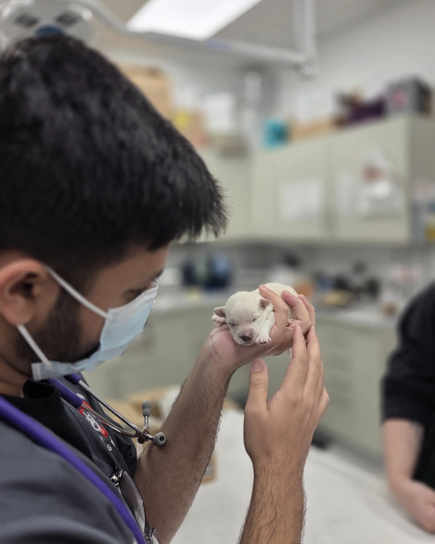 Coco's Heart needs help. 

We are so proud of our rescue efforts and we are so proud to serve our animals in rescue. It is so hard though, and full of worry. Constant worry. Caring for approx. 600 animals in rescue right now is amazing but so expensi