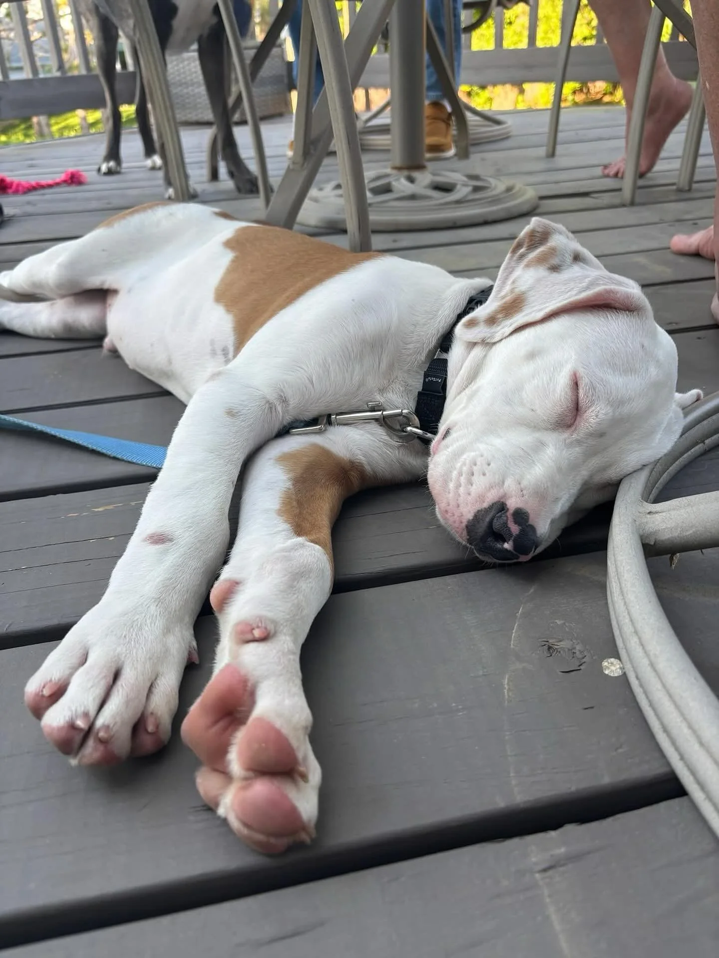 Good morning? Not according to Hagen. 😴

This absolutely stunning boxer mix puppy has decided that Wednesday is the perfect day to take a morning nap..

While the rest of us are powering through the middle of the week, Hagen is showing us how it&rsq