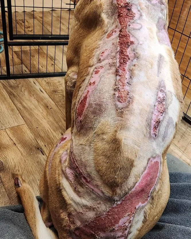 Njord. He is one of the deserving dogs we have been able to serve at Coco's Heart. When he arrived to rescue it was believed that he was intentionally chemically burned....his suffering undeniable. His story, heartbreaking. His life, saved. 

He dese