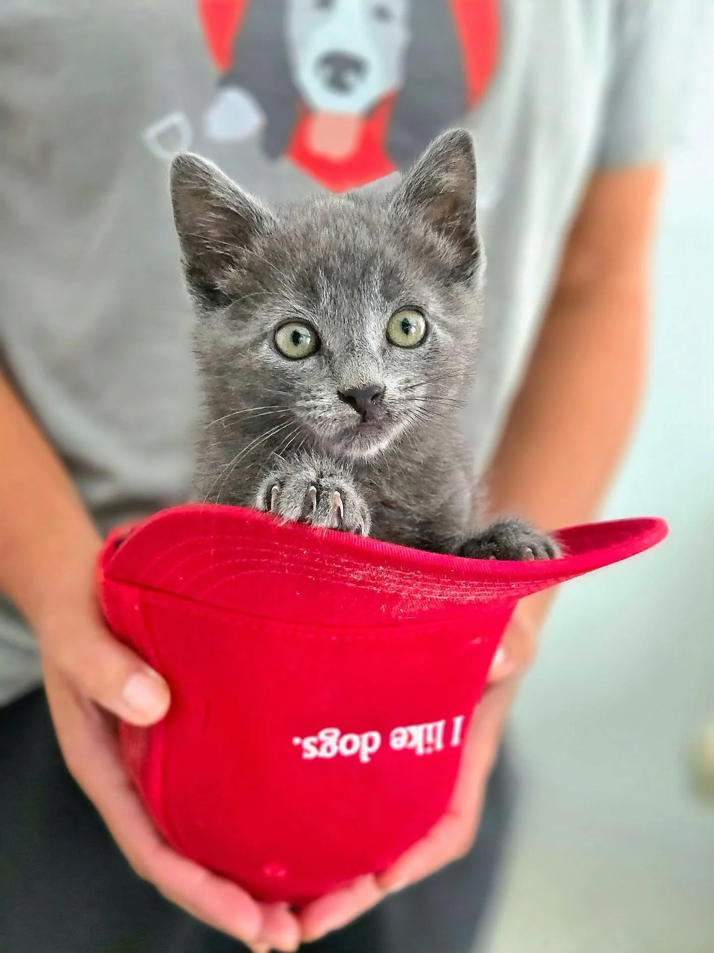 This is little Stuart. He is one of many little ones we are trying our best to provide for ❤️ 

Once a stray in his young life, he deserved a chance at a good life. We are really hoping that our monthly membership program &ldquo;The Pack!&rdquo; can 
