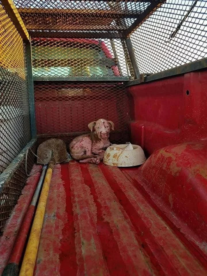 Jim Bob. He is one of the deserving dogs we have been able to serve at Coco&rsquo;s Heart. His story breaks our hearts any time we think of it. 

When he arrived to rescue he was suffering, facing certain death without proper care. Suffering with sev