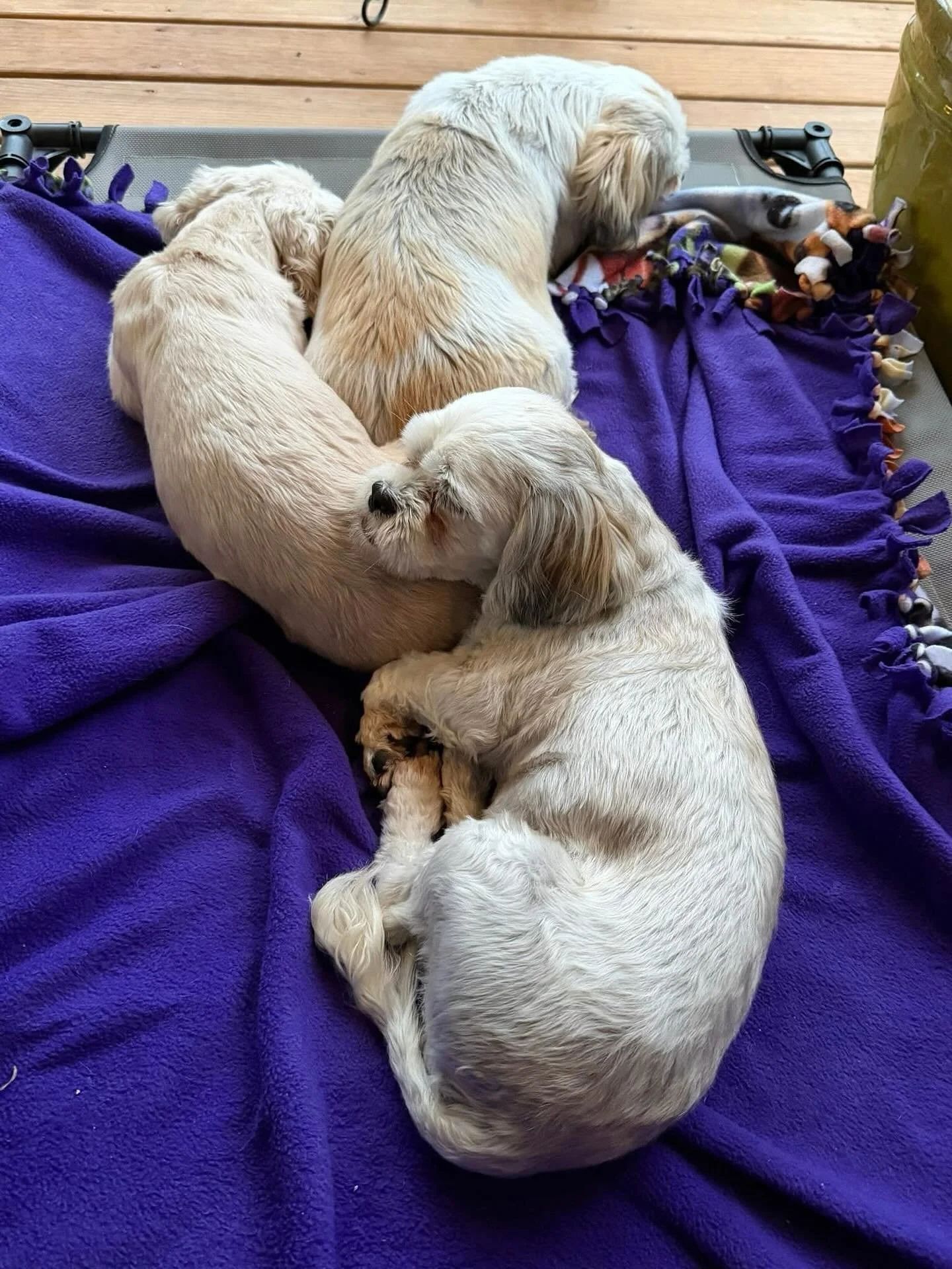 Lulu, Kitty and Blossom dreaming of forever homes 🥹