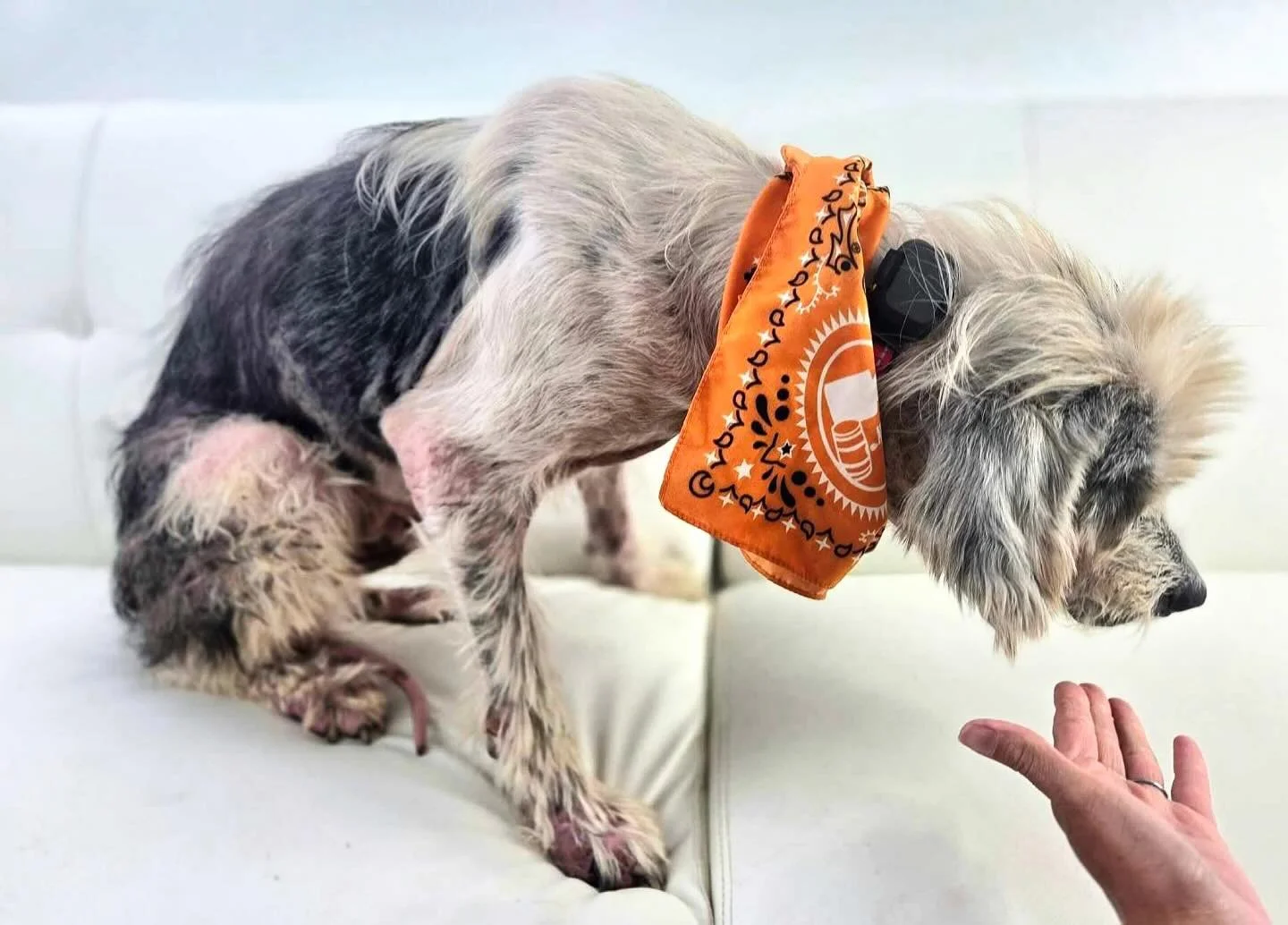 Foster needed 💔

Pulgoso. This poor, poor, sweet and loving soul. He arrived to Coco&rsquo;s Heart today. He is not in good condition....it is a jab to the heart to be in his presence. 

Mange that he has likely suffered with a significant long time