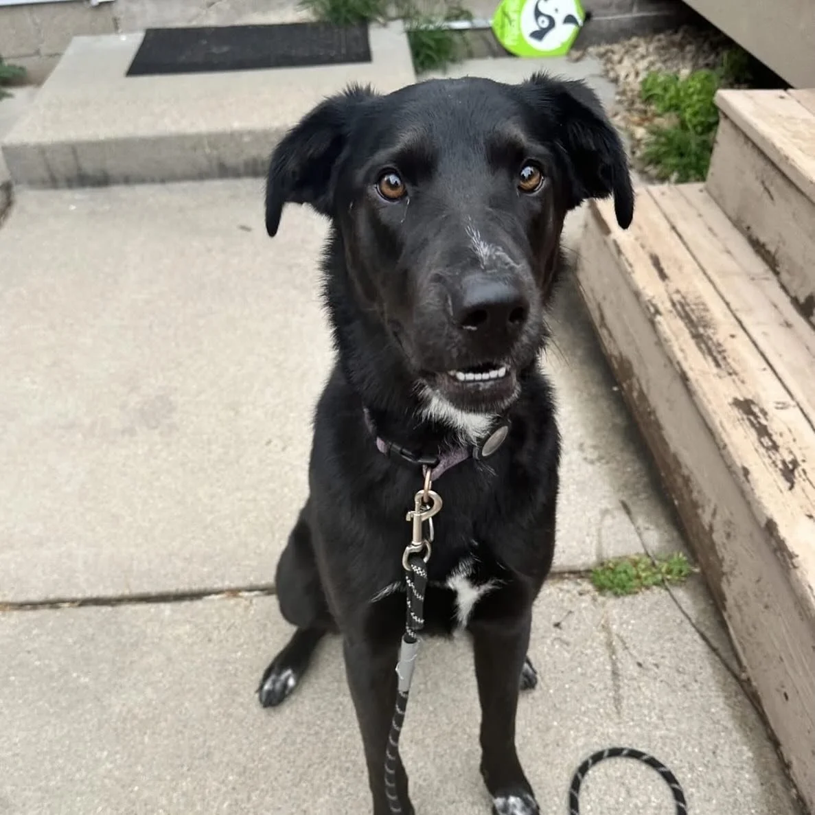 Foster Needed for Rosie!

Rosie was originally adopted as a puppy but is being surrendered back to rescue due to not being able to safely coexist with the other female dog in the home. The family has really tried to make it work and our hearts go out