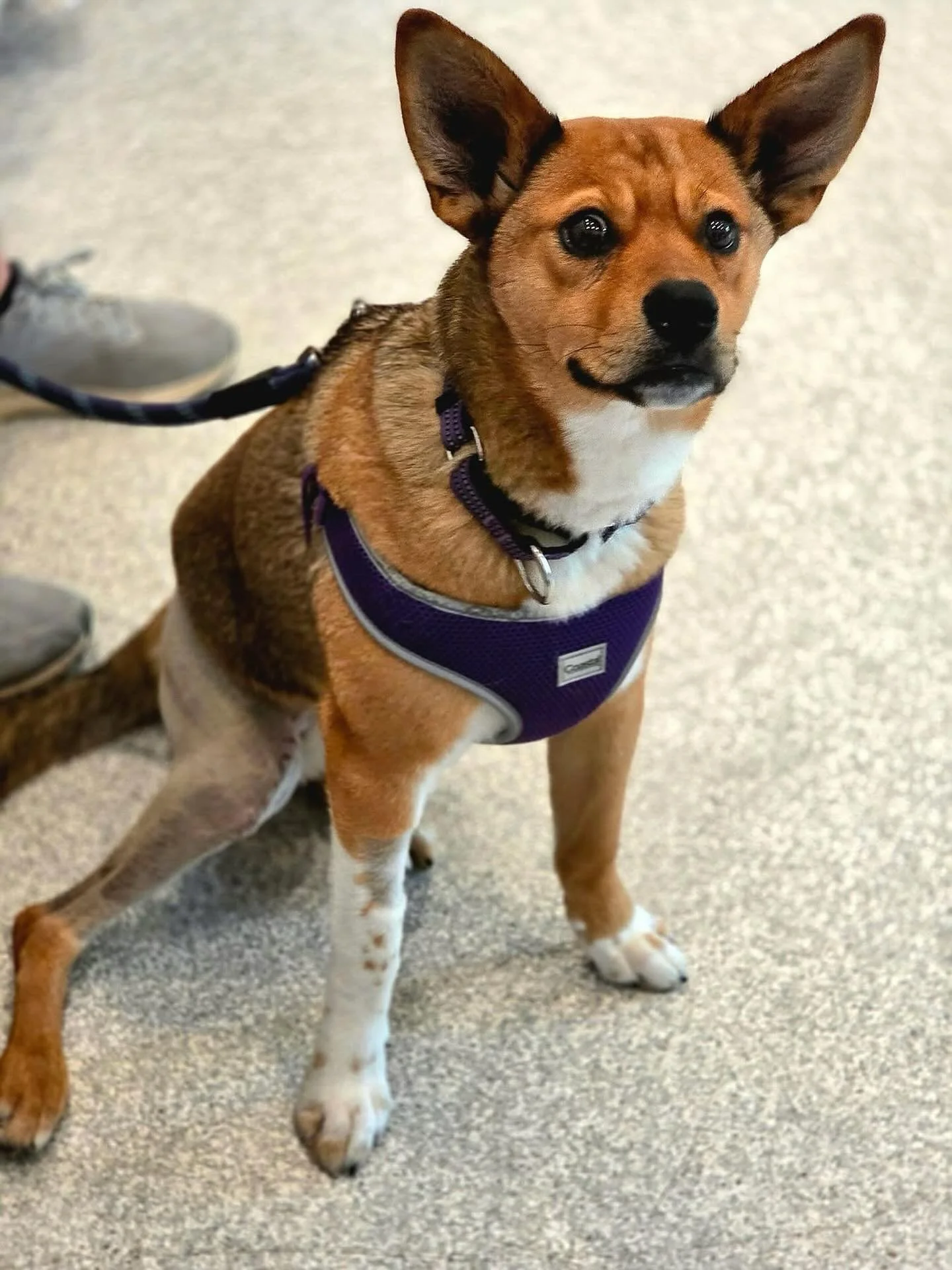Beatiful and sweet Peony. In our veterinary clinic waiting room for a recheck following orthopedic surgery. Alongside her, another deserving dog recovering from orthopedic surgery too. Both needed it, we know that. They are just 2 of many. We need su
