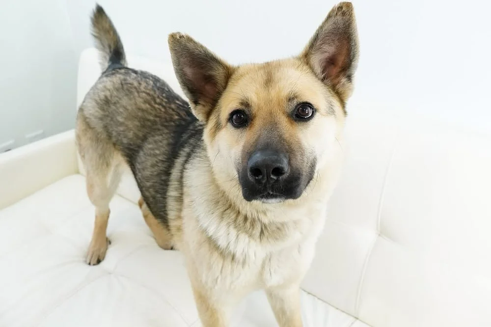 Jada is a beautiful shepherd mix who arrived to rescue earlier this spring when we received a plea to help her when she landed herself at a rural area impound after being found as a stray dog. She arrived to rescue and was found to be expecting a lit