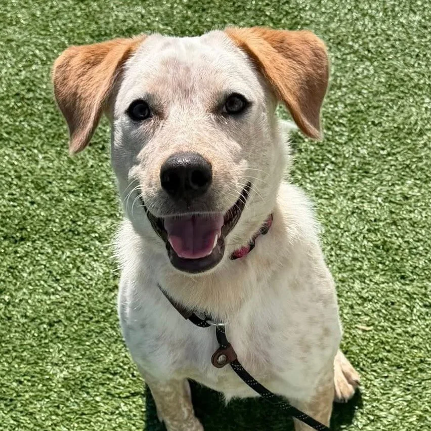 Foster or Forever Home Needed! Alani is still searching for her perfect place to land!

Alani is an 8-month-old female heeler who arrived to rescue as a young puppy from a local Amish farm. She settled into her foster home well, but as she got older,