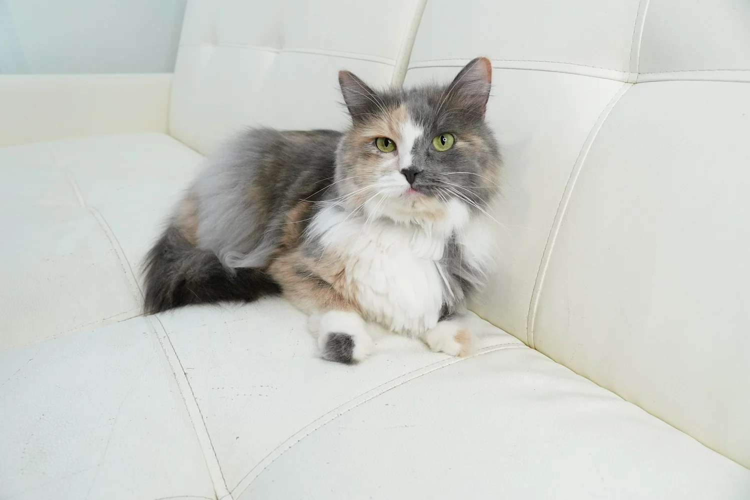 Cats — Coco's Heart Dog Rescue