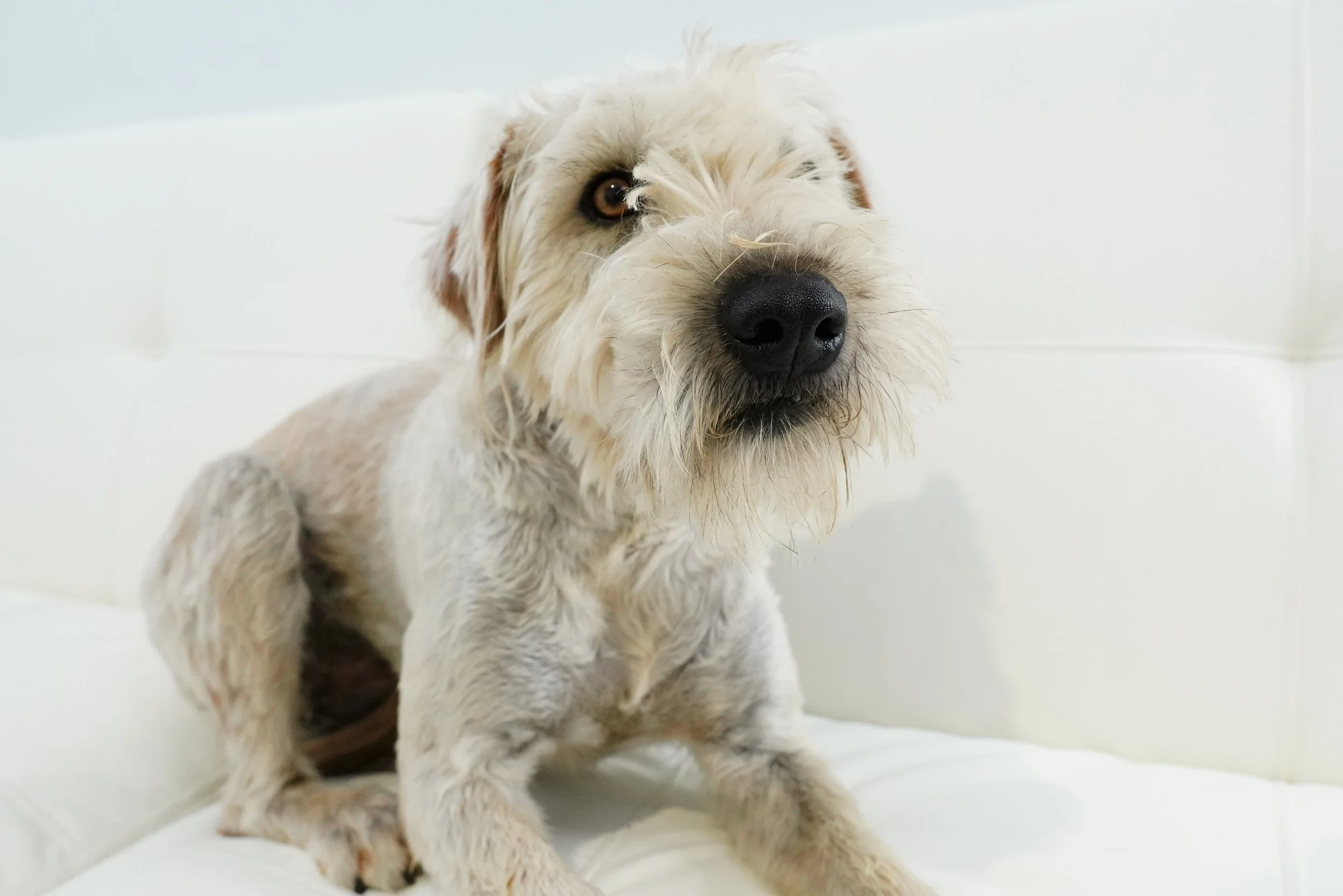 Quinn female wheaton.JPG