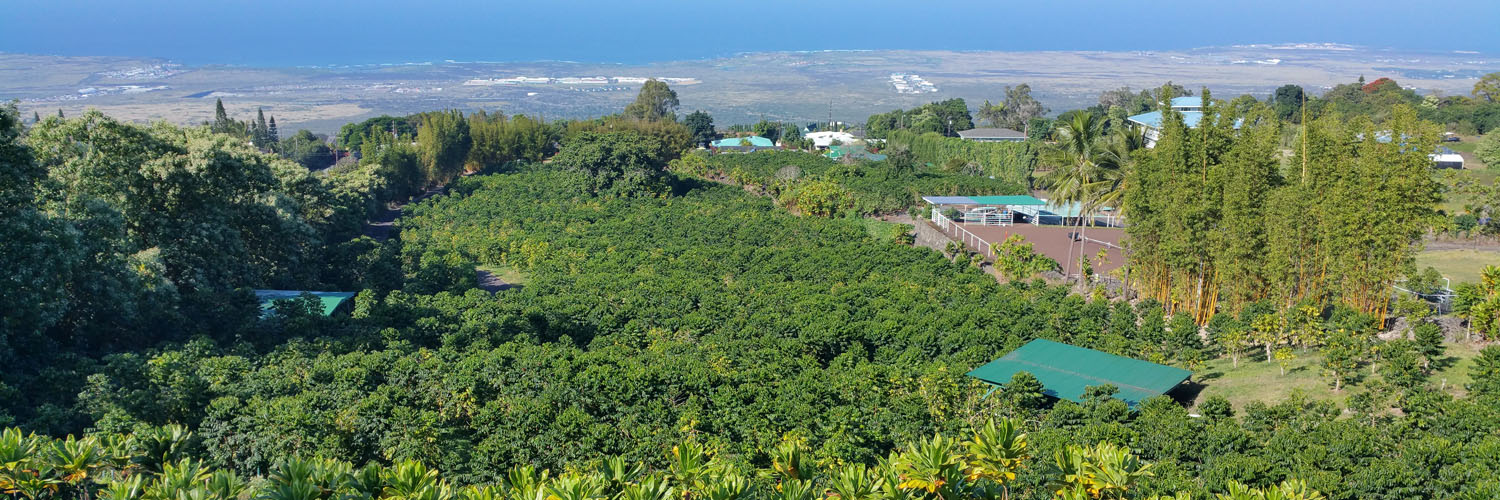 KarmaSu Estate Coffee Farm