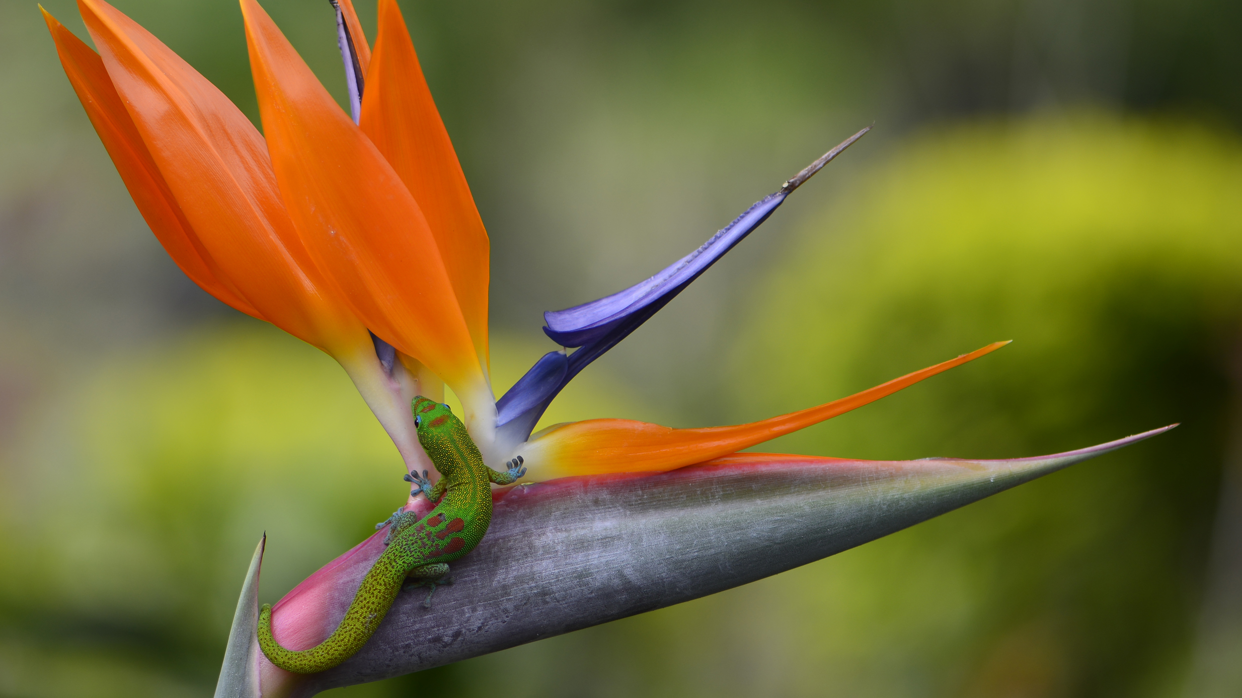 Gecko Paradise