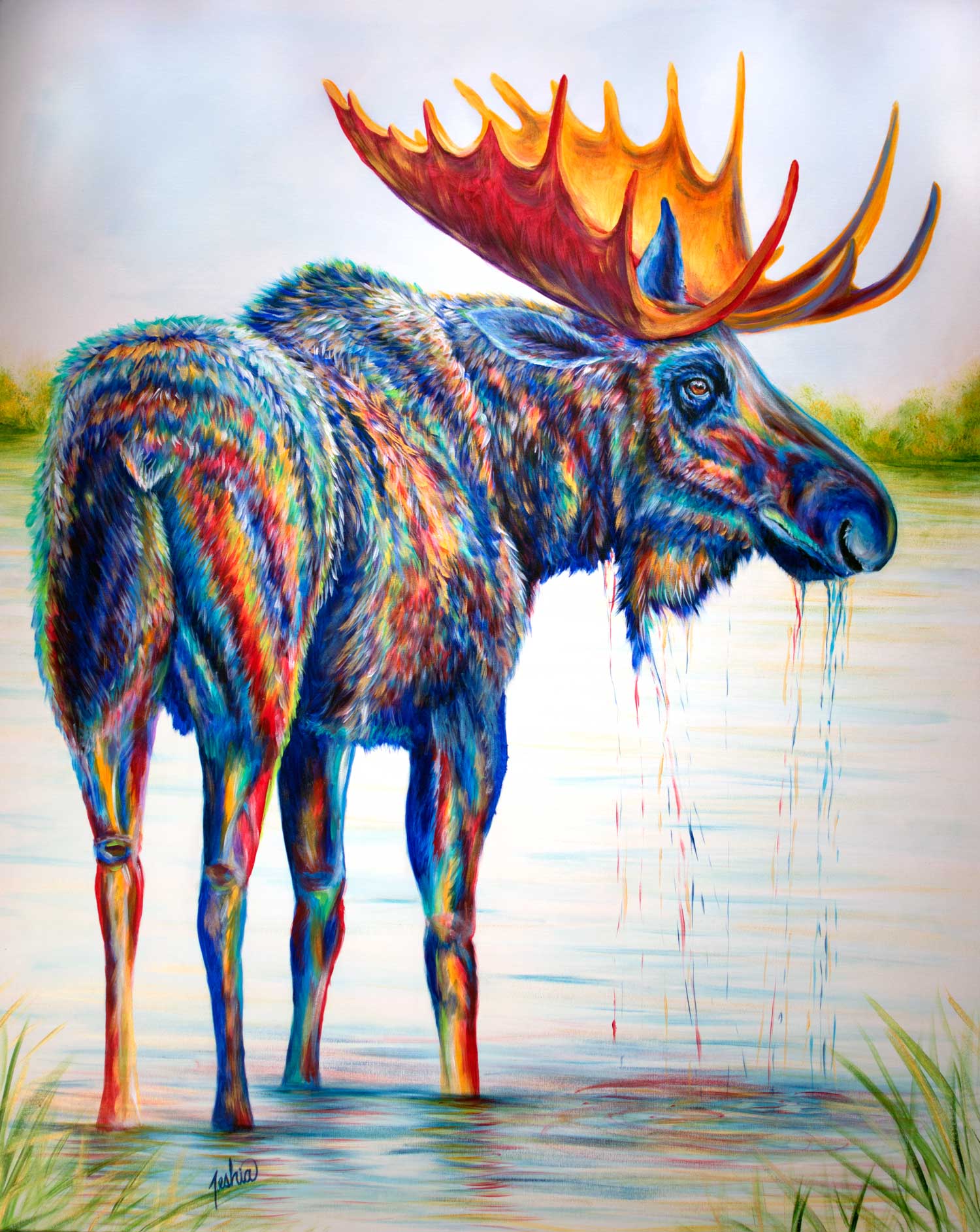 Moose Sighting