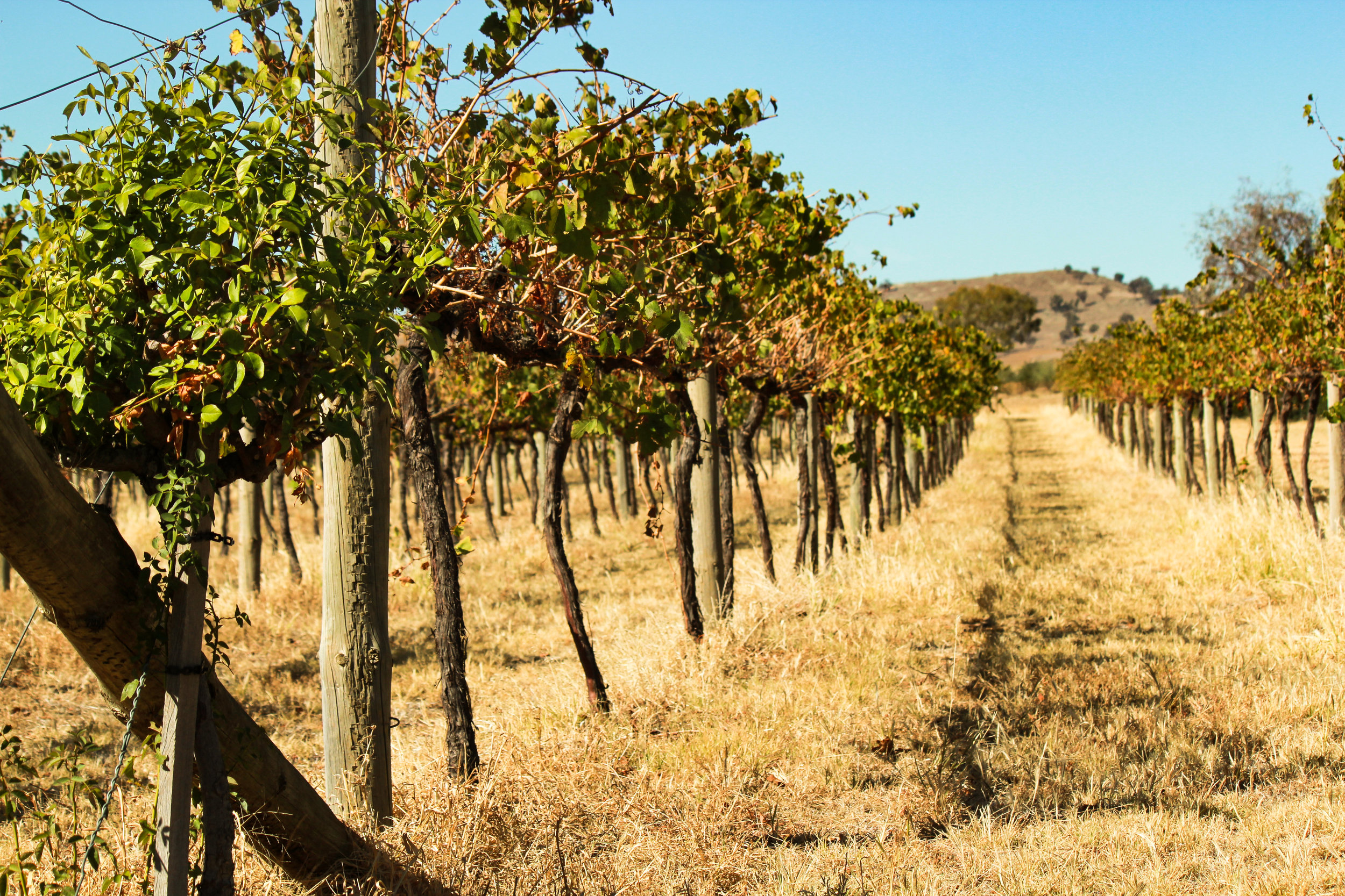   locally grown award-winning wines    