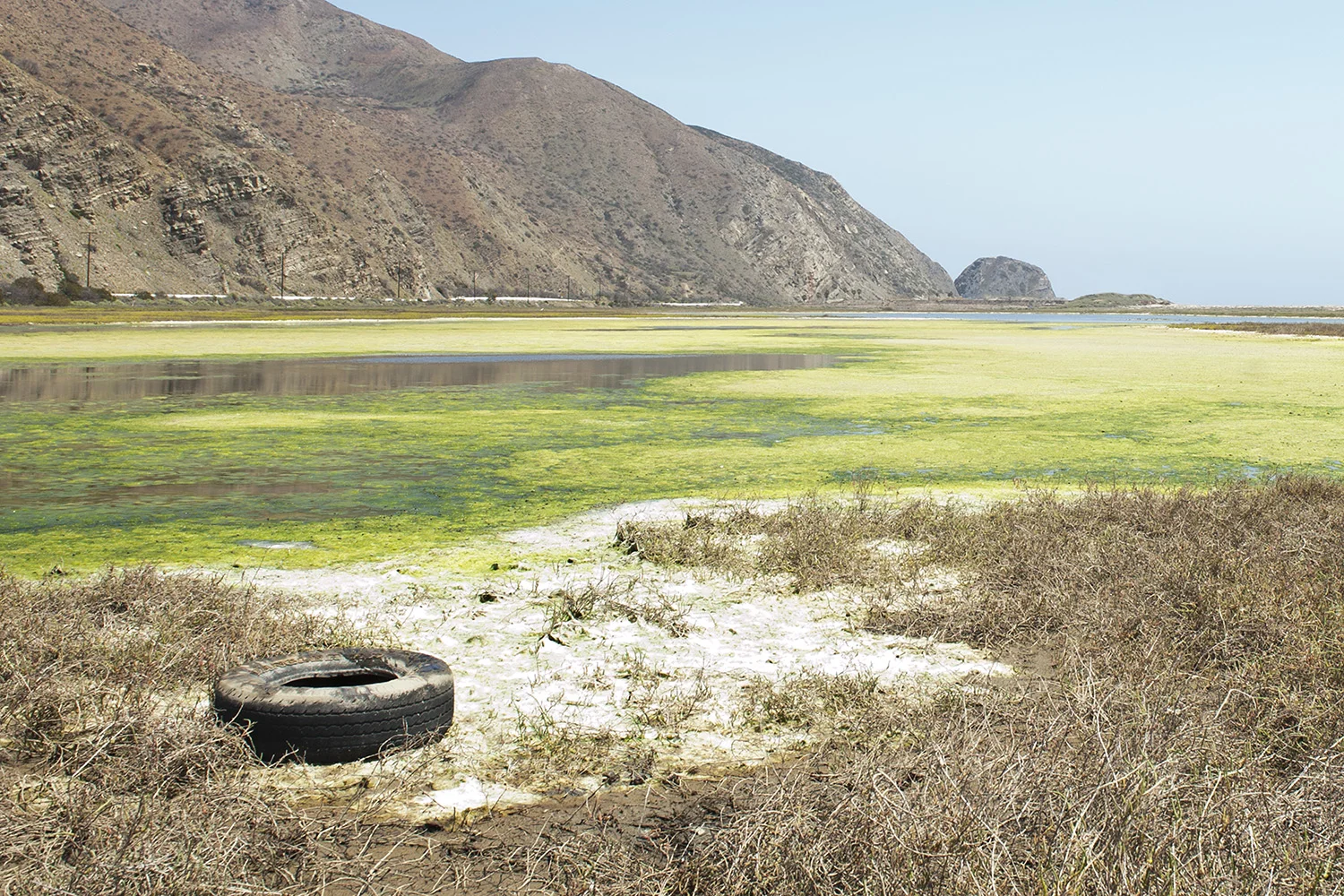Tire in Moss
