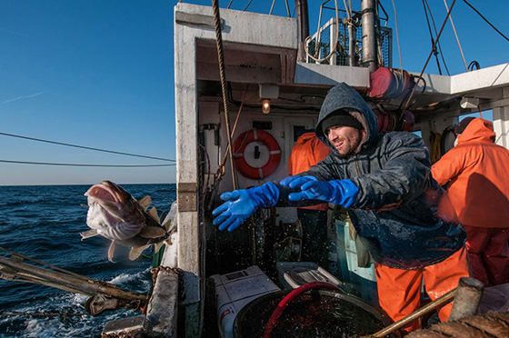 Jeff Kneebone releases a tagged Atlantic cod into Massachusetts Bay while performing research aboard the Yankee Rose recently. (John Clarke Russ/The Nature Conservancy photos)