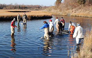 Managing the state’s shellfish resource isn’t a one-person job. (Roger Williams University)