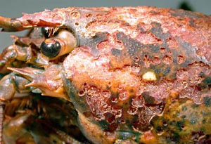 A lobster with shell disease. (New England Aquarium)