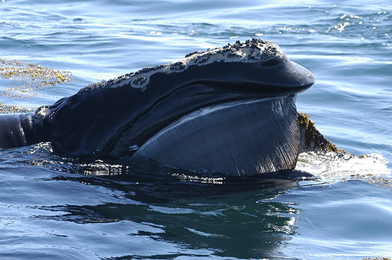 There are fewer than 500 North Atlantic right whales left. (New England Aquarium)