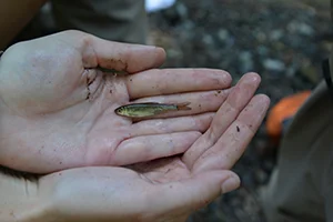 A volunteer holds a fallfish.