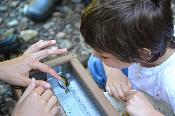 Nine-year-old Geo assists in measuring a bluegill.