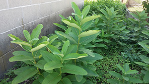 Monarch butterflies only lay eggs on milkweed, which has rapidly disappeared from their range in the past few decades. (Kevin Proft/ecoRI News)