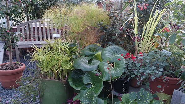 Gardening at Blithewold is a year-round undertaking.