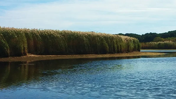 A 12-foot-high wall of phragmites lines the banks of a marsh on Nantucket. The invasive reed is notorious for outcompeting native species, such as cattails, and altering marsh hydrology. (Kevin Proft/ecoRI News)