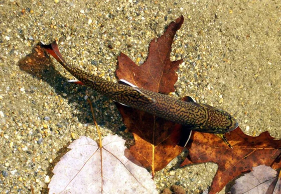 The Upper Wood River is home to Rhode Island’s largest population of brook trout. (Protect Rhode Island Brook Trout photos)