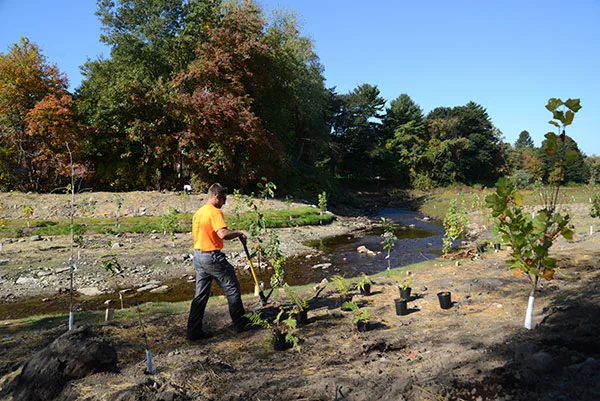 Workers plant trees at the site of the former Whittenton Dam in Taunton.
