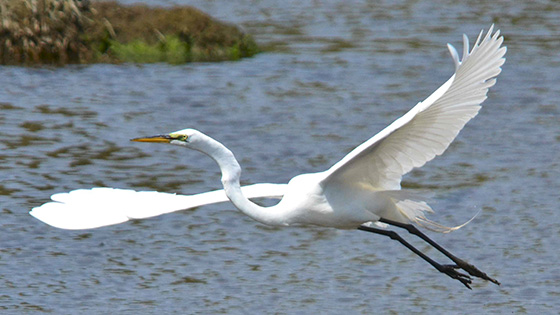 Great egrets nest in colonies, sometimes with other species of wading birds on islands in Narragansett Bay. But like much of the wildlife living under, on and around the bay, their preferred habitat and food sources are changing. (Deborah Richmond/for R.I. Audubon Society)