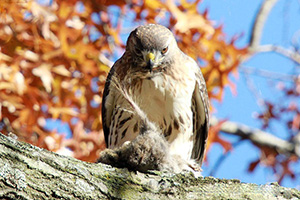 A red-tailed kawk enjoying a squirrel lunch Nov. 16 in Burnside Park. (Peter Green/Providence Raptors photos)