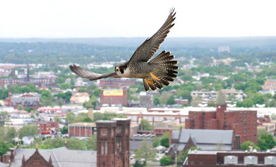 For the past seven years, Peter Green has been photographing Providence’s population of urban birds of prey, such as this peregrine falcon. (Peter Green/Providence Raptors)