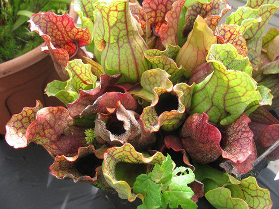 The North American pitcher plant, which is native to New England, feeds on crawling insects. (New England Carnivorous Plant Society photos)