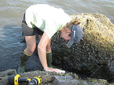 Marcy Cockrell installs cages to protect mussels from predators. In Maine, mussels inside cages faired as well as mussels in the wild. In Long Island Sound and Narragansett Bay it was a different story. (Brown University)
