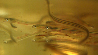 Elvers, also known as glass eels, are juvenile American eels, and Asia has a taste for them. (Fisherynation.com)