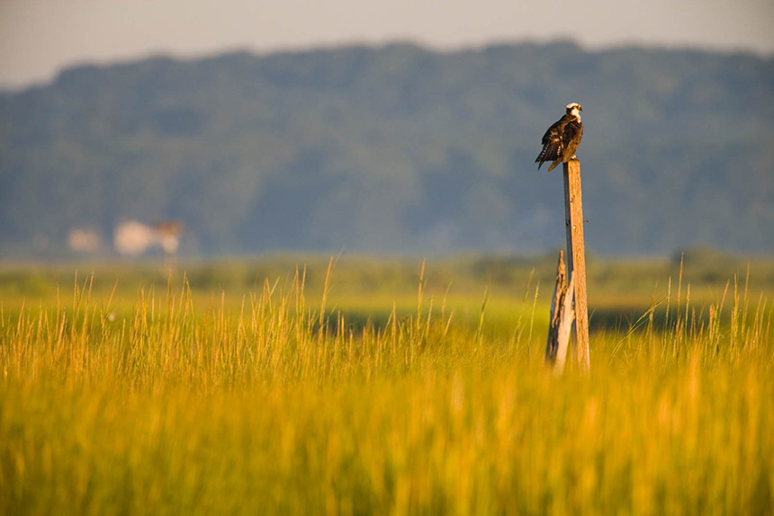 An osprey sits on a pole above the salt marsh at the mouth of the Connecticut River in Old Lyme, Conn. (Jerry Monkman/ Coastal Resilience )