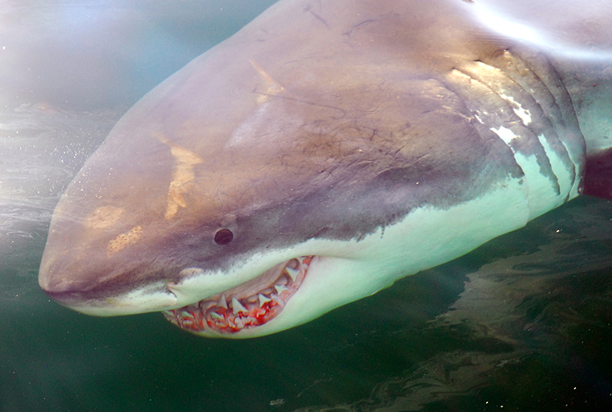 A large white shark photographed by Greg Skomal off the Massachusetts coast.