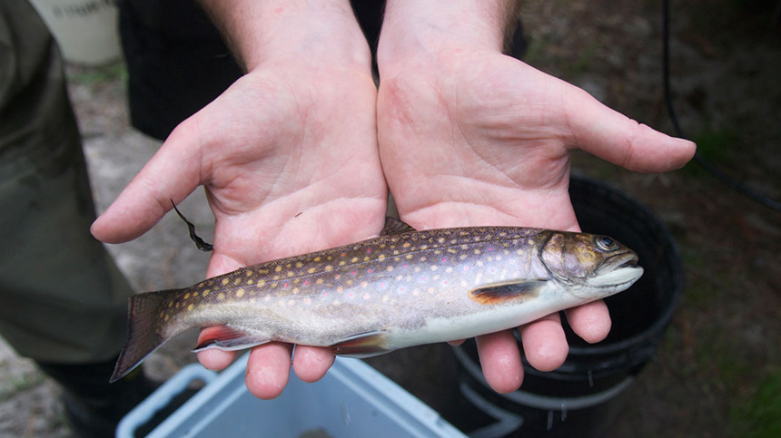Red Brook is home to one of the last self-sustaining runs of sea-run brook trout in southeastern Massachusetts. (Tom Richardson/New England Boating)
