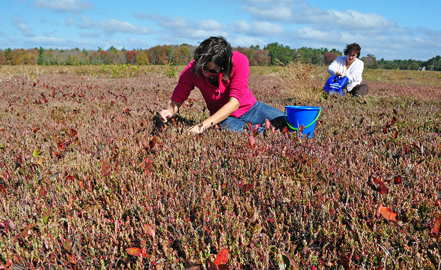 Cranberries can still be gathered from the retired bogs.